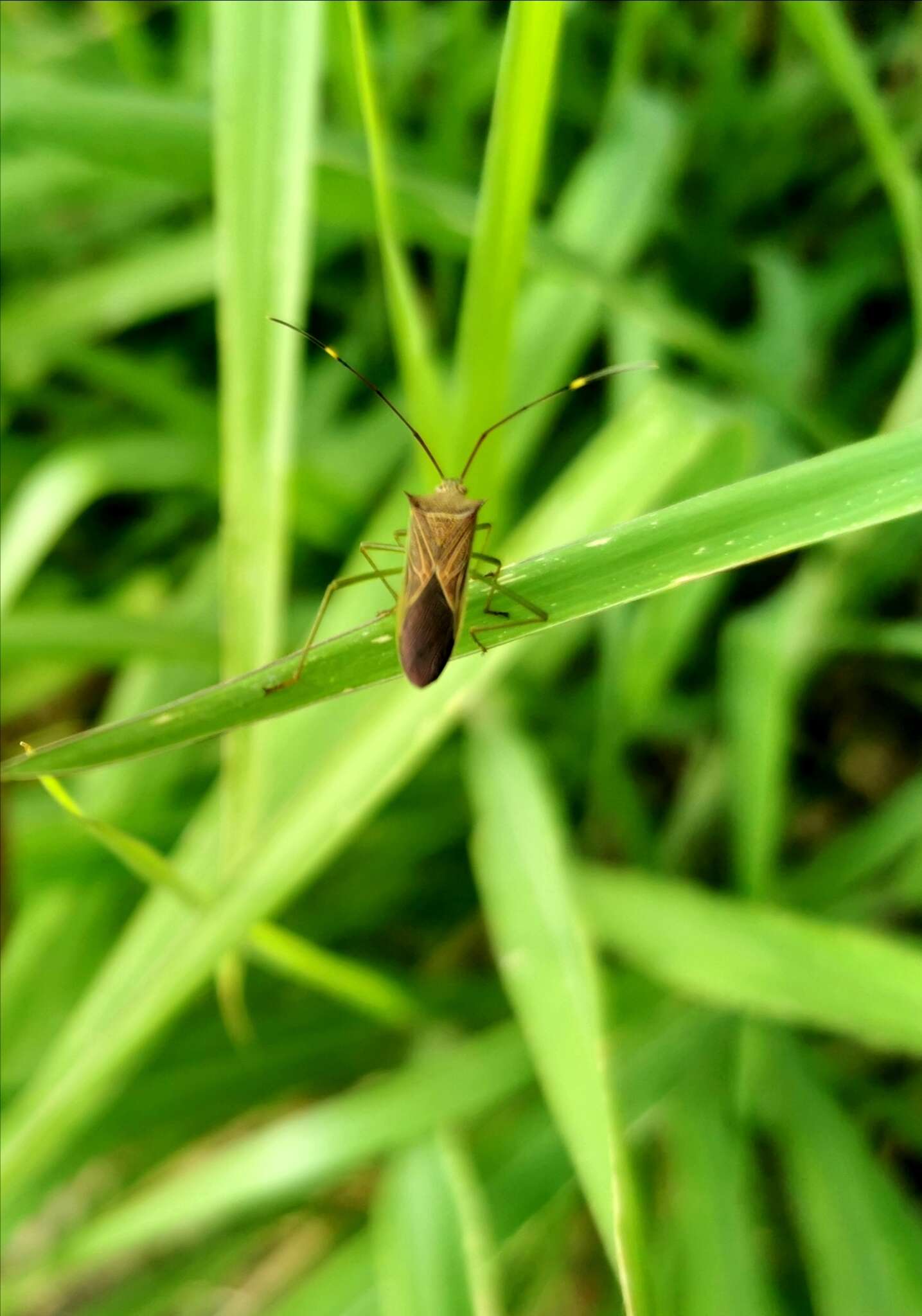 Sivun Paradasynus spinosus Hsiao 1963 kuva