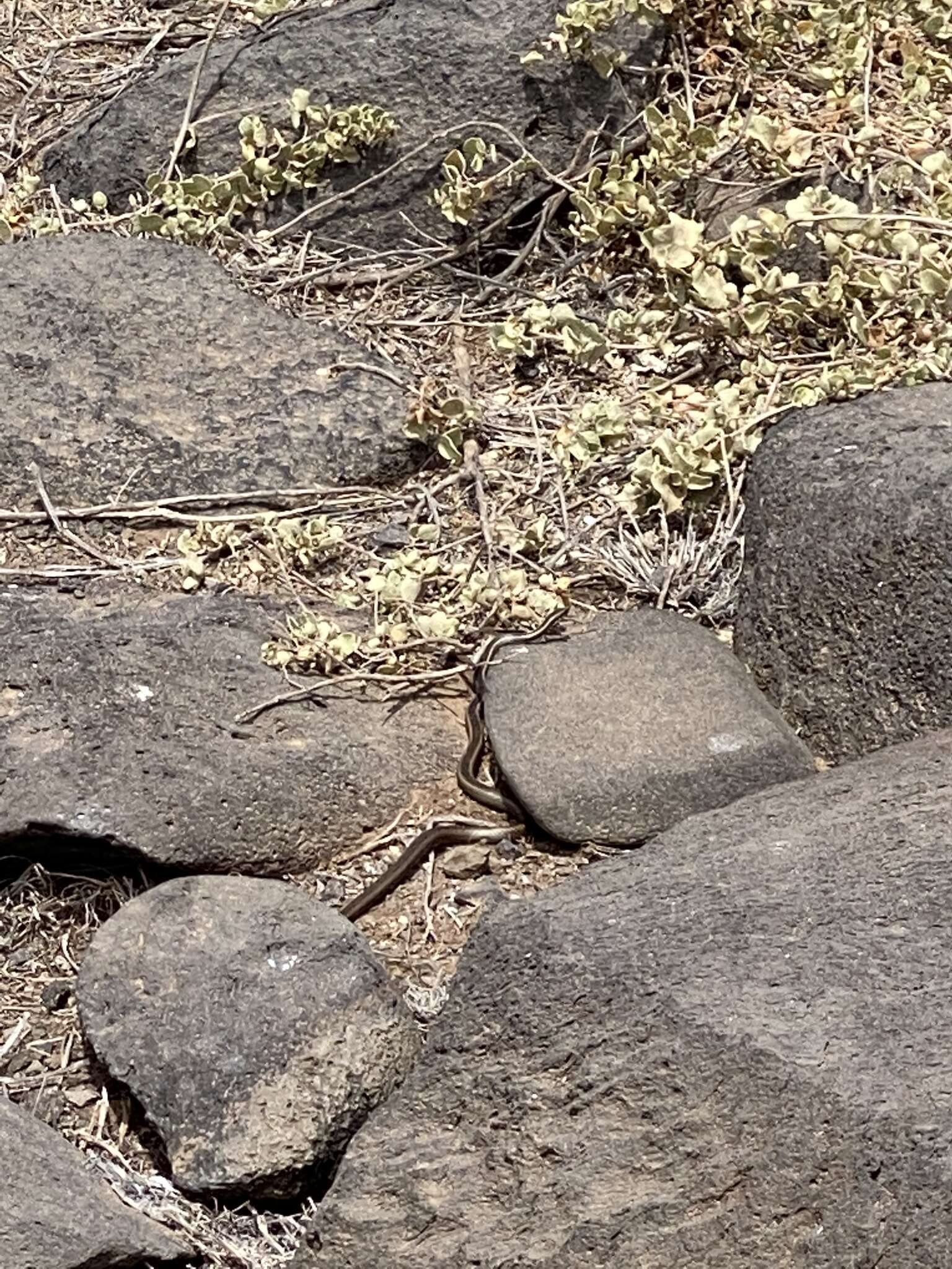 Plancia ëd Pseudalsophis hoodensis (Van Denburgh 1912)