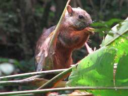 Image of Variegated Squirrel