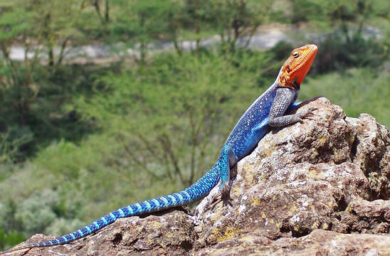 Image of Common agama