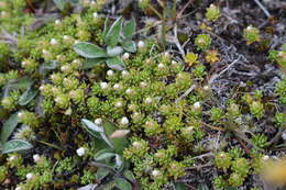 Image of Raoulia subsericea Hook. fil.