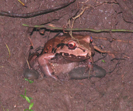 Image of American White Lipped Frog