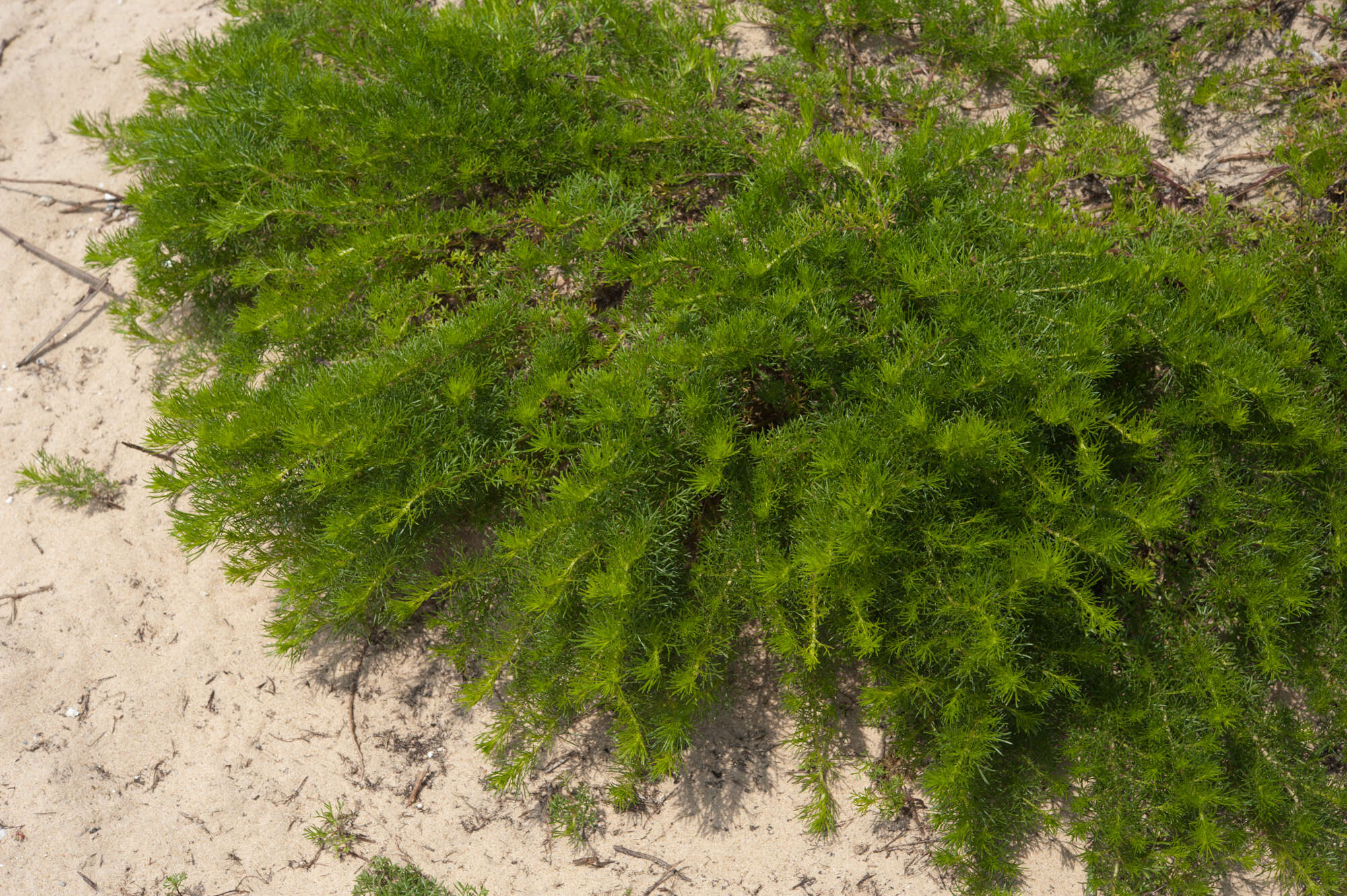 Image of Artemisia capillaris Thunb.