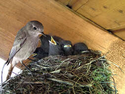 Image of Black Redstart