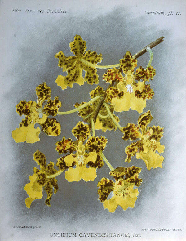 Image of Trichocentrum cavendishianum (Bateman) M. W. Chase & N. H. Williams