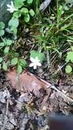 Image of Rue-Anemone