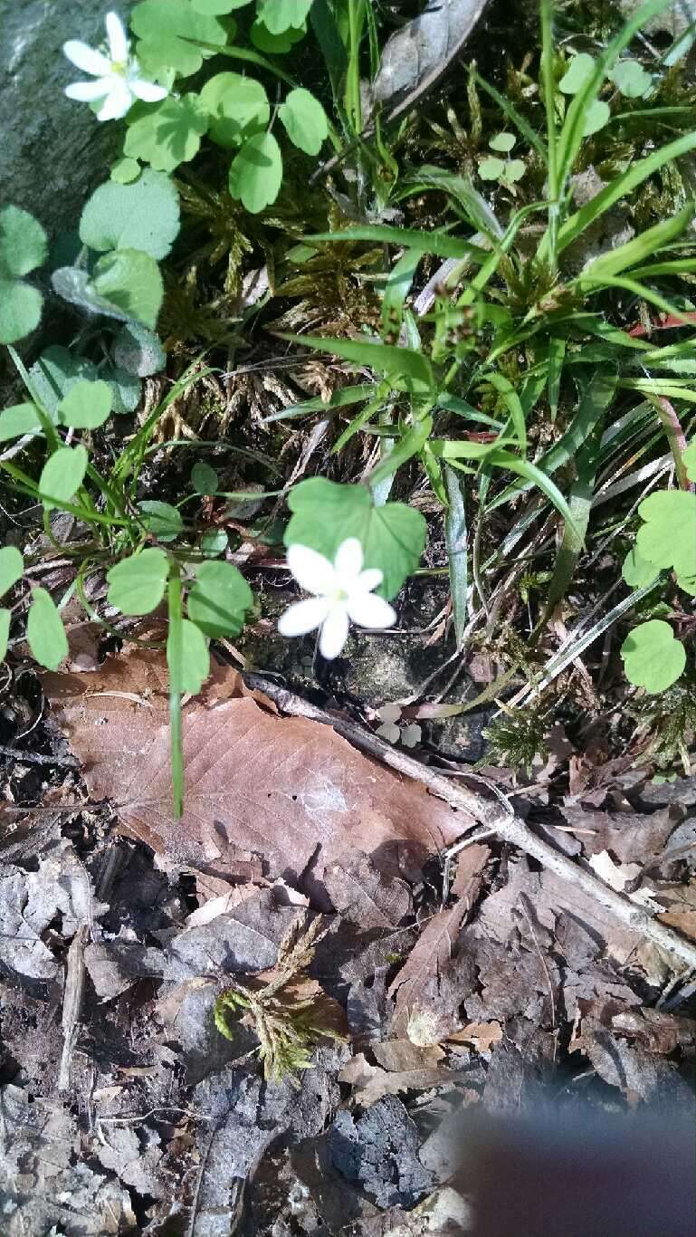 Image of Rue-Anemone