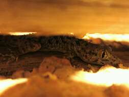 Image of Keeled Gecko
