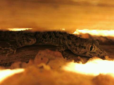 Image of Keeled Gecko