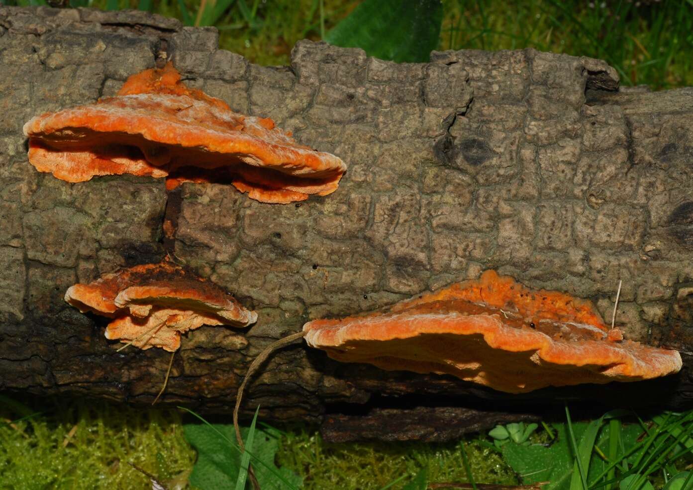 Image of Trametes coccinea (Fr.) Hai J. Li & S. H. He 2014