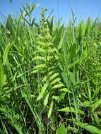 Image of eastern marsh fern