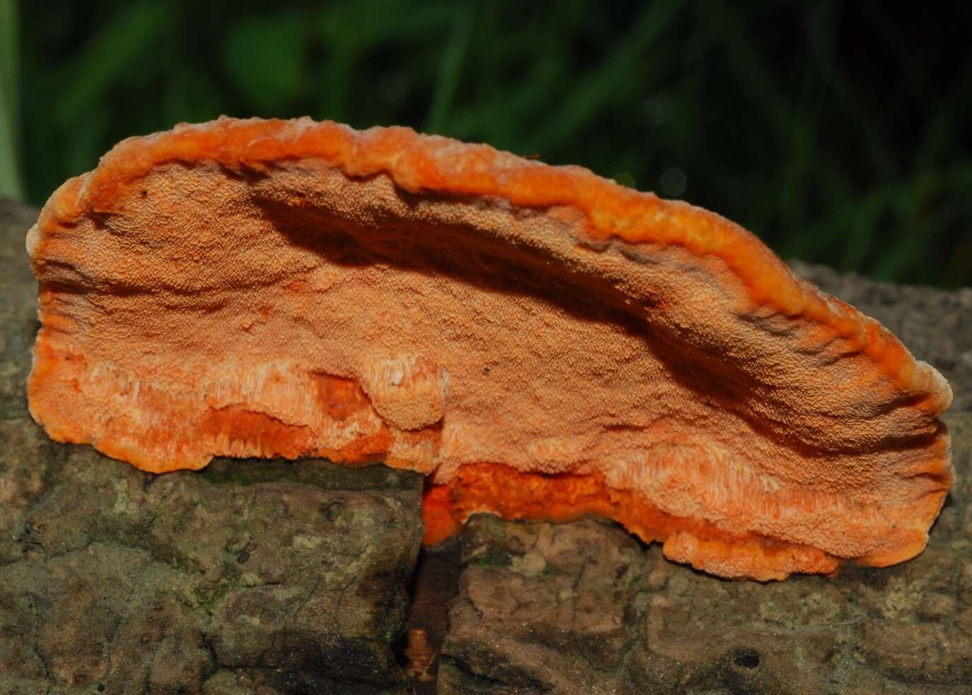 Image of Trametes coccinea (Fr.) Hai J. Li & S. H. He 2014