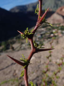 Image de Parkinsonia andicola