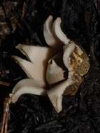 Image of Collared Earthstar