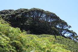 Image of Leptospermum wooroonooran F. M. Bailey