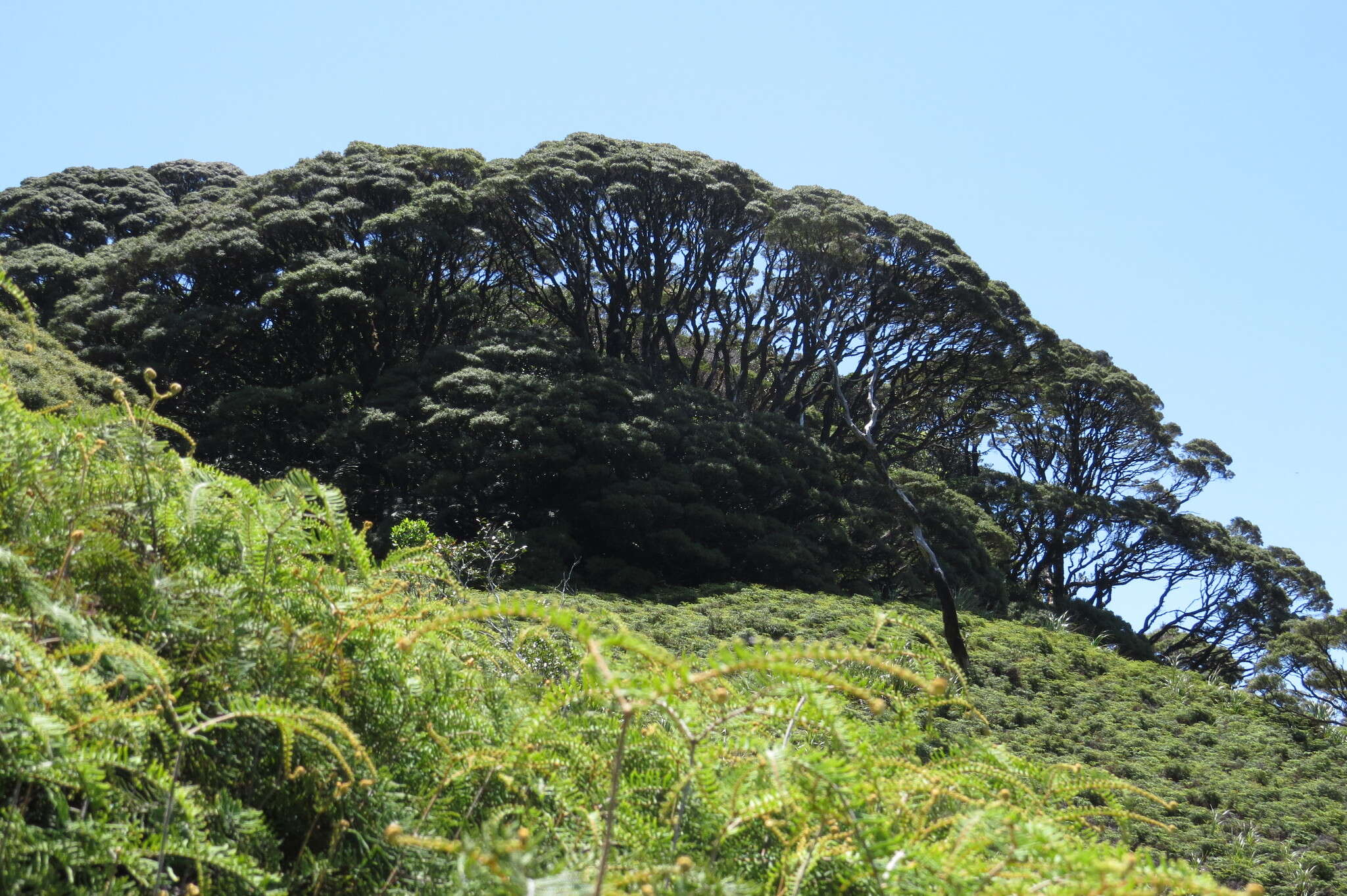 Image of Leptospermum wooroonooran F. M. Bailey