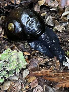 Image of Powelliphanta spedeni (Powell 1932)