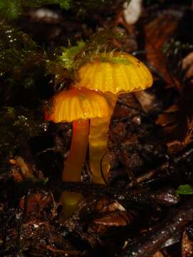 Image de Hygrocybe viscaurantia (E. Horak) Boertm. 2002