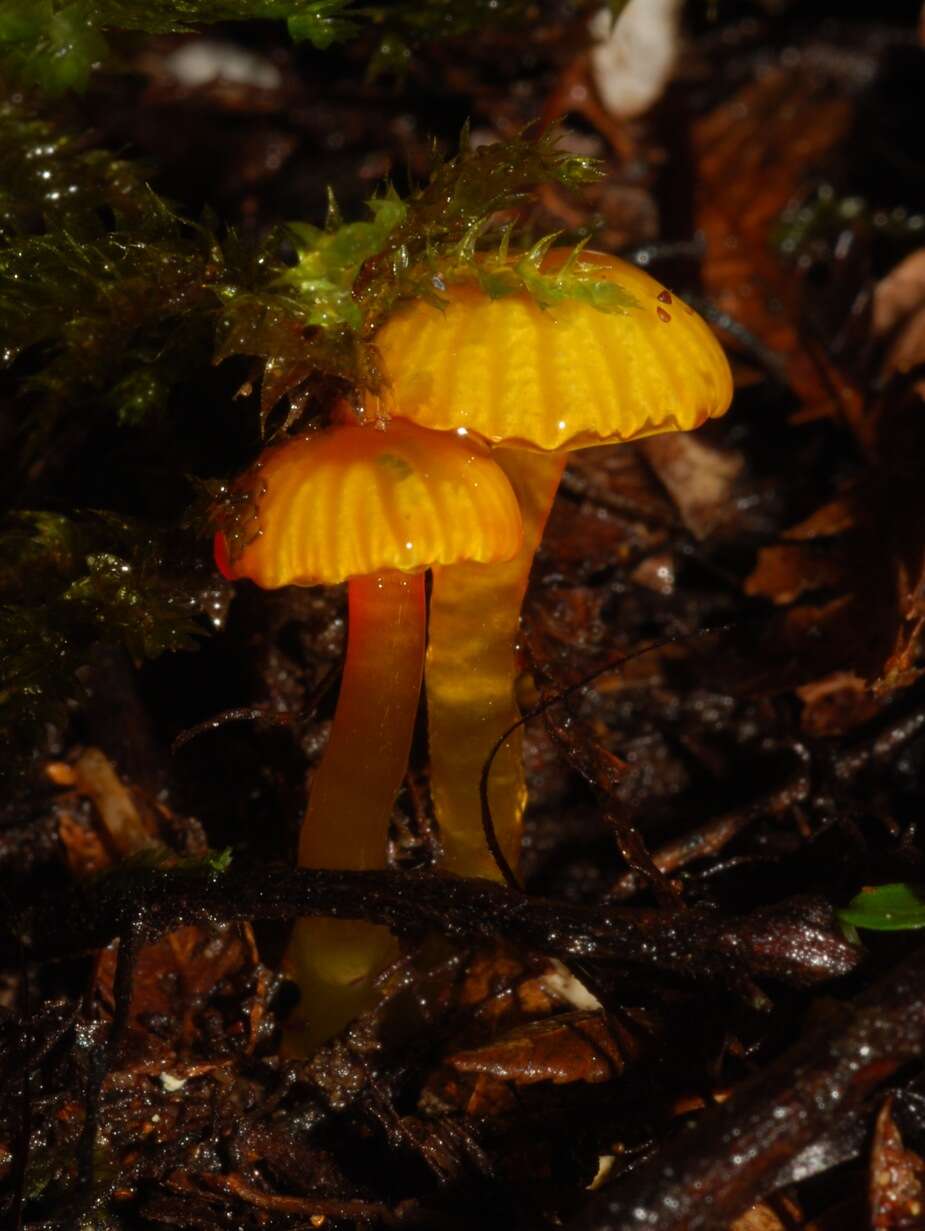 Image de Hygrocybe viscaurantia (E. Horak) Boertm. 2002