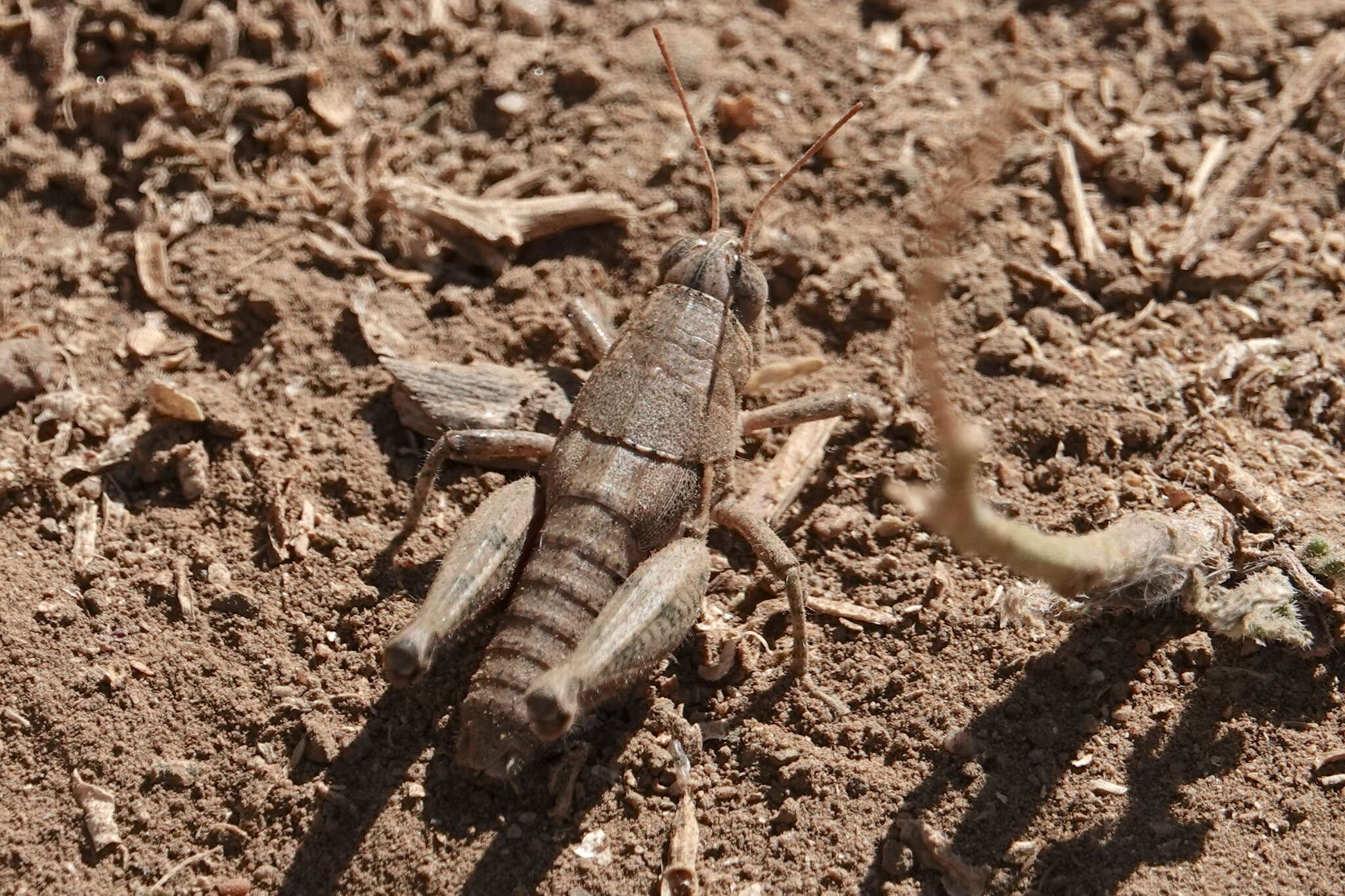 Oedaleonotus tenuipennis (Scudder & S. H. 1897)的圖片