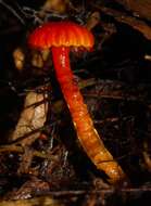 Image of Hygrocybe viscaurantia (E. Horak) Boertm. 2002