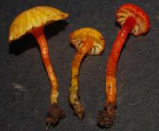 Image de Hygrocybe viscaurantia (E. Horak) Boertm. 2002