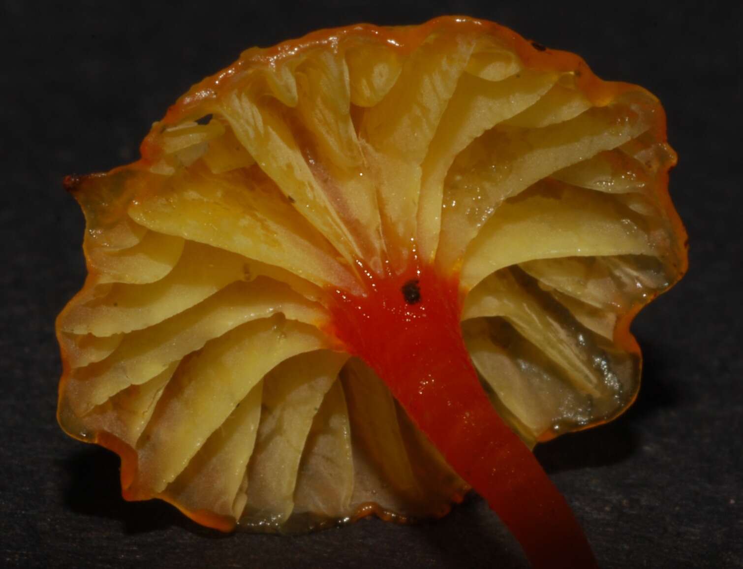 Image of Hygrocybe viscaurantia (E. Horak) Boertm. 2002