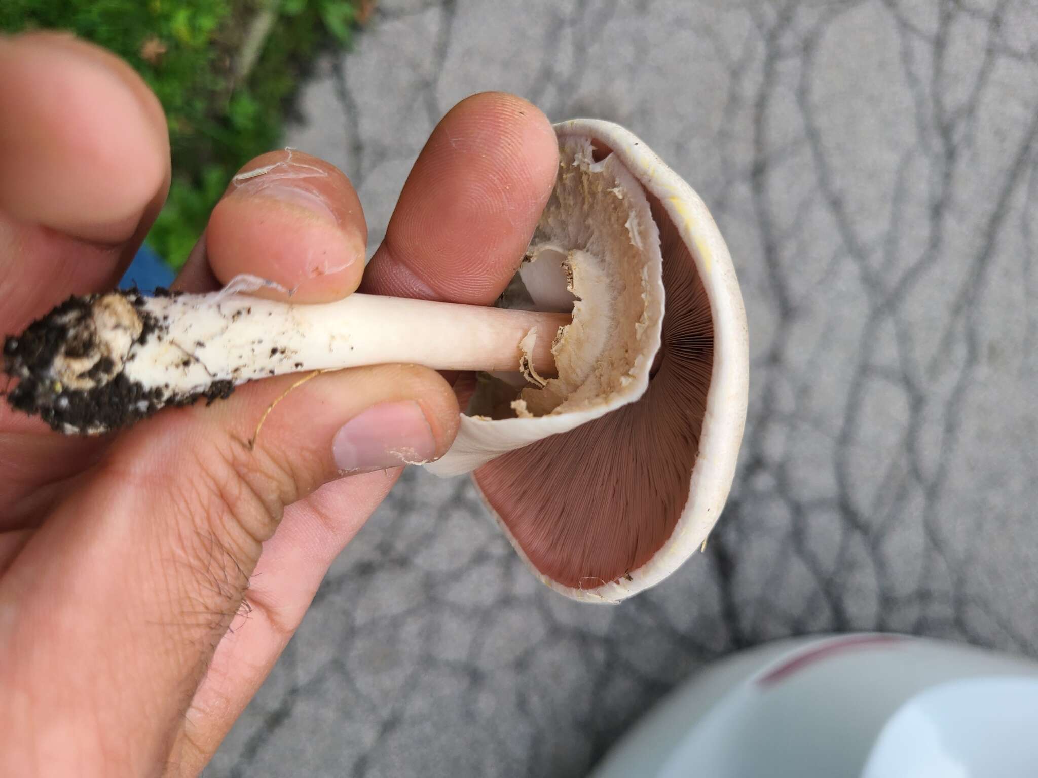 Image of Agaricus leptocaulis Kerrigan 2016