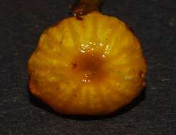 Image of Hygrocybe viscaurantia (E. Horak) Boertm. 2002