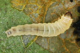 Image of Callisto denticulella (Thunberg 1794)