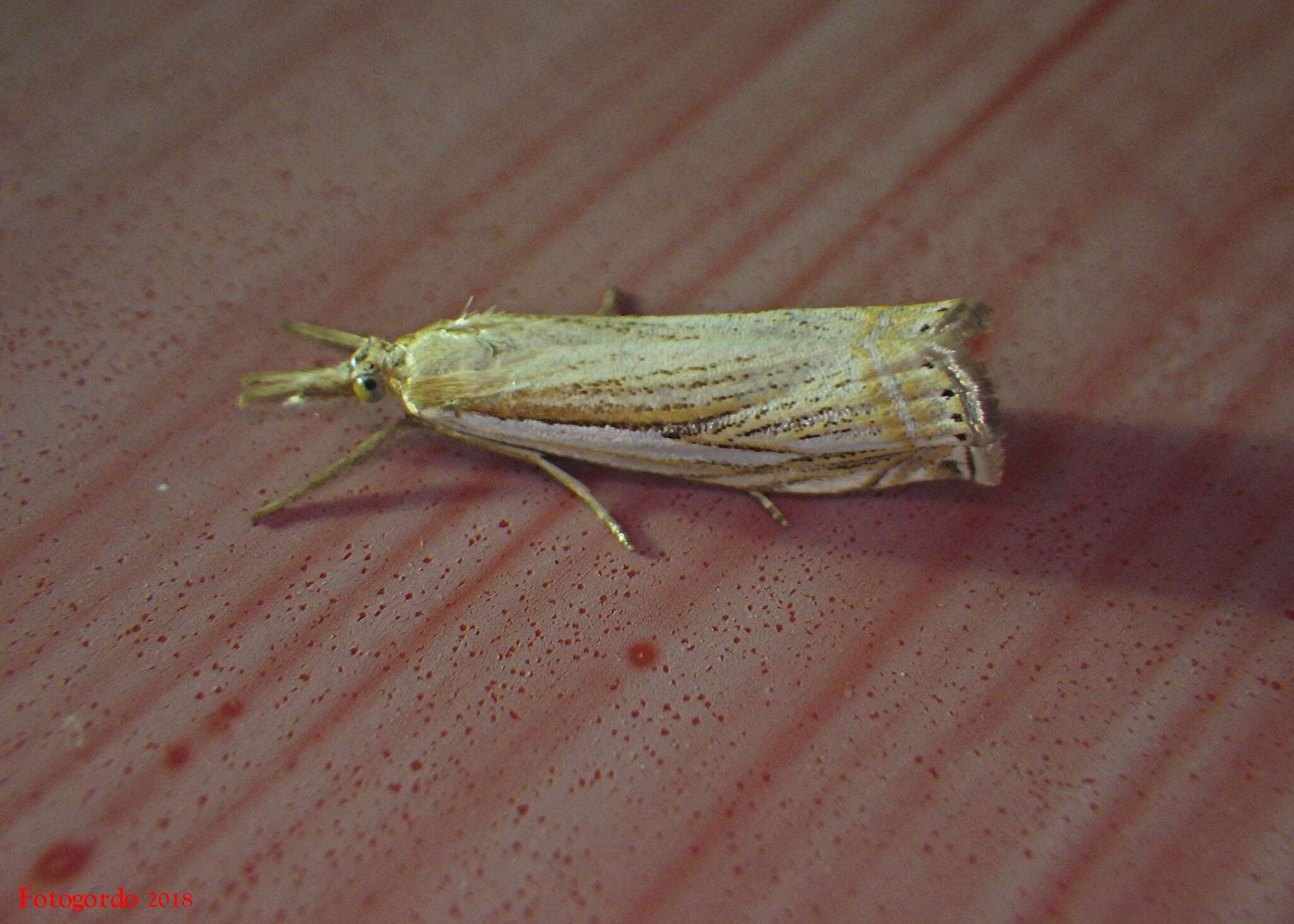 Image of Pasture Grass-veneer