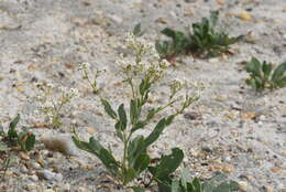 Image of Lepidium cartilagineum (J. Mayer) Thell.