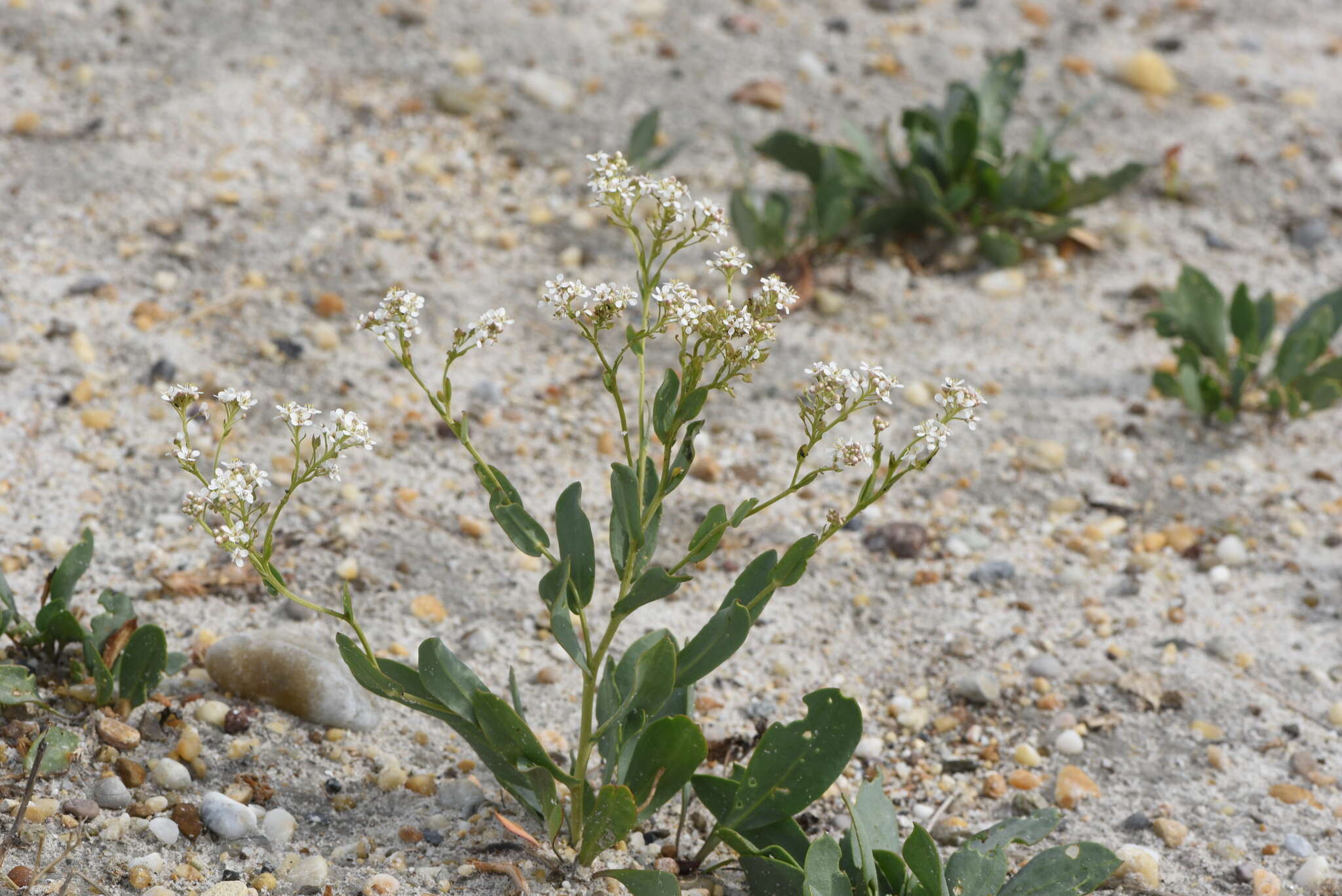 صورة Lepidium cartilagineum (J. Mayer) Thell.