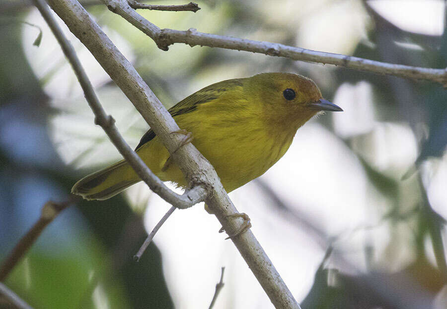 Image of Setophaga petechia xanthotera (Todd 1924)