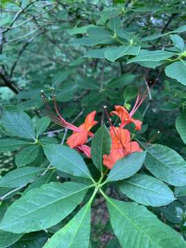 صورة Rhododendron prunifolium (Small) Millais