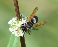 Image of Keyhole Wasp