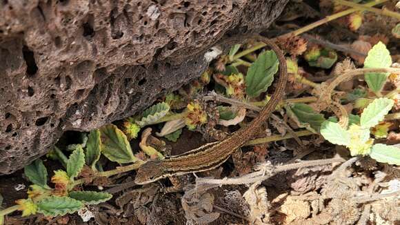 Image of Clarion Island Tree Lizard