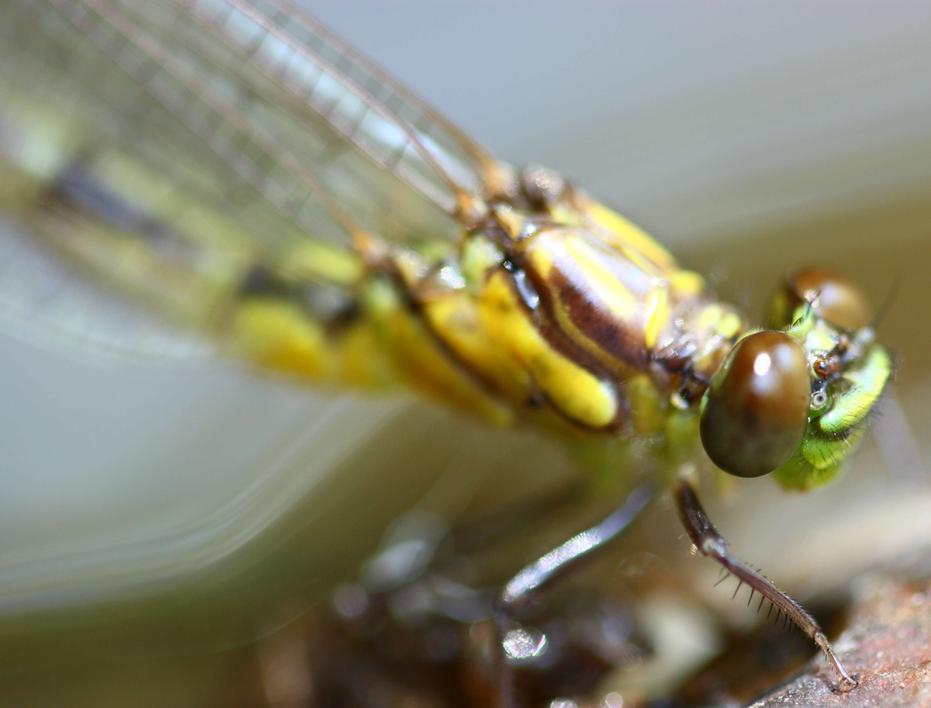 Image of Hemianax papuensis