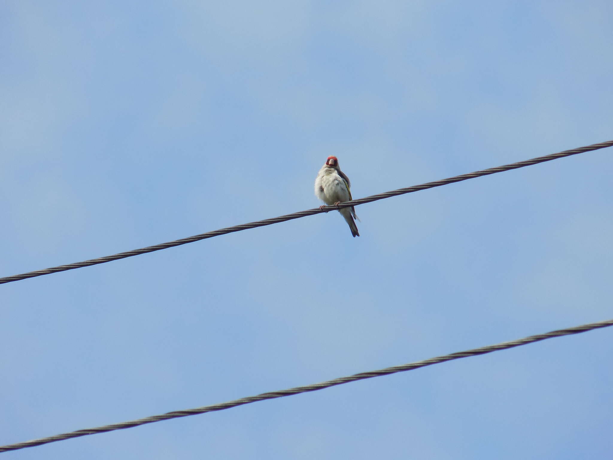 Carduelis carduelis caniceps Vigors 1831的圖片