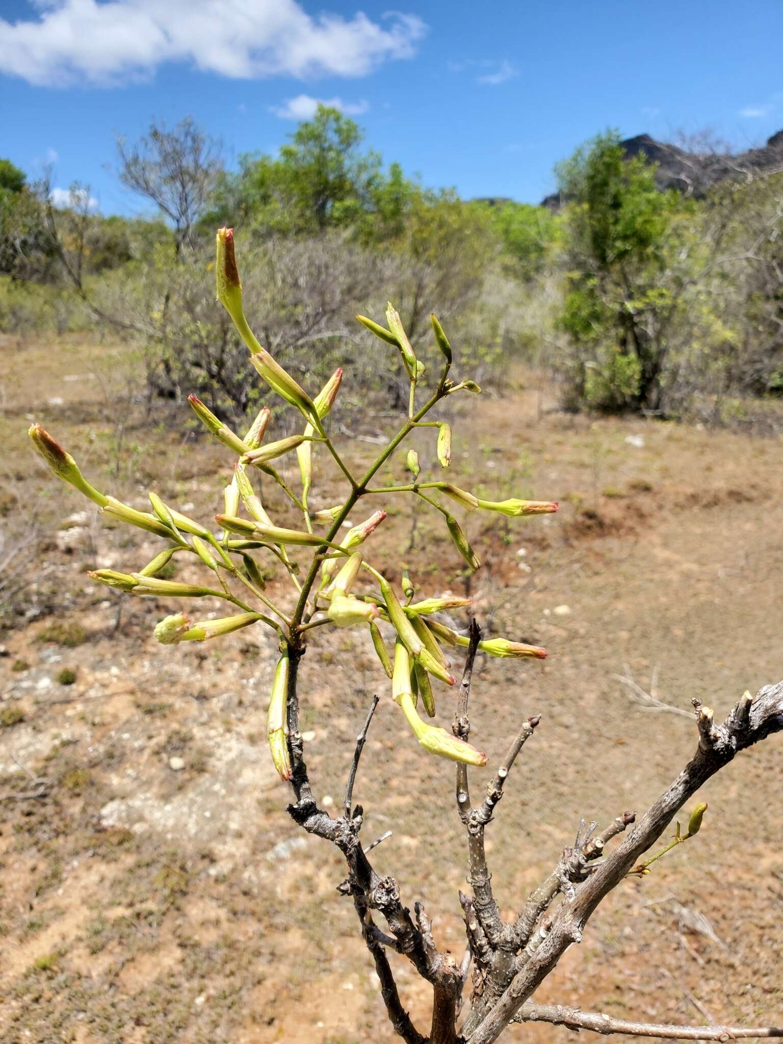 Plancia ëd Stereospermum undatum H. Perrier