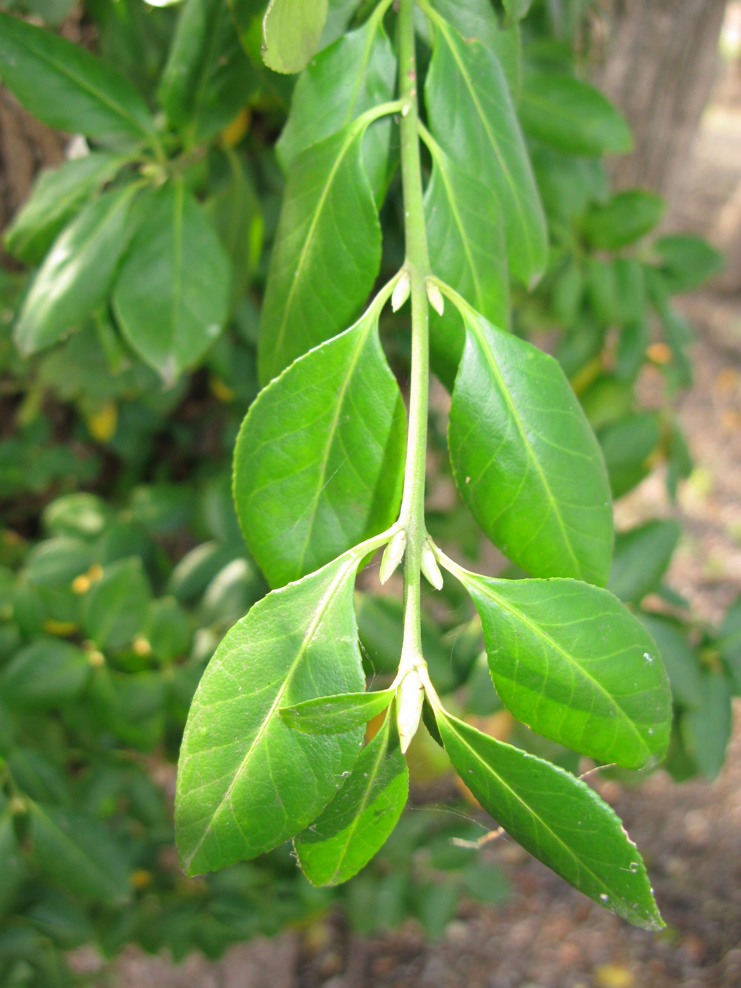 Imagem de Euonymus fortunei (Turcz.) Hand.-Mazz.