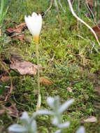 Image of Crocus ochroleucus Boiss. & Gaill.