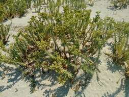 Image of sea spurge