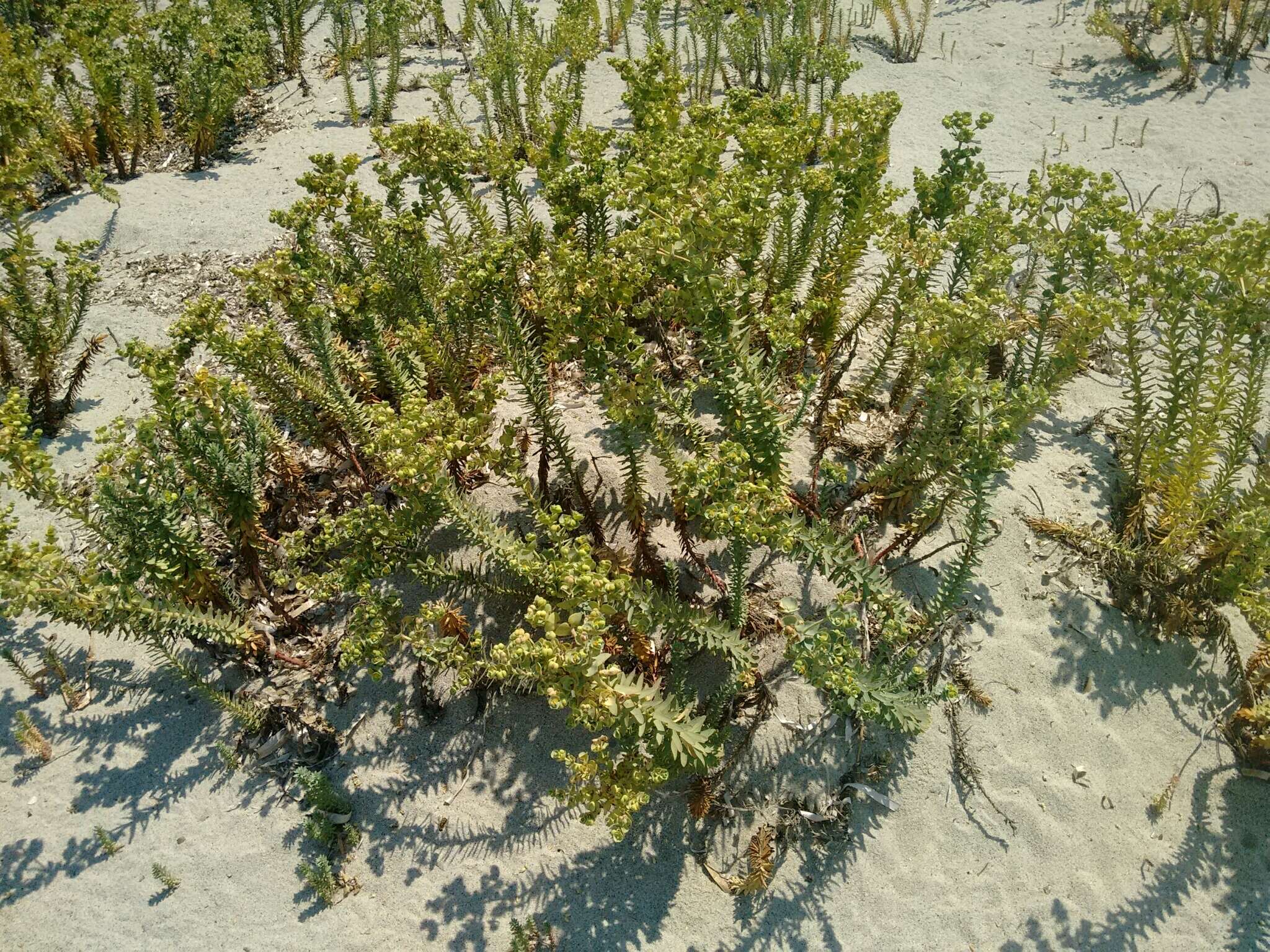 Image of sea spurge