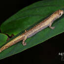 Image of Amazon climbing salamander