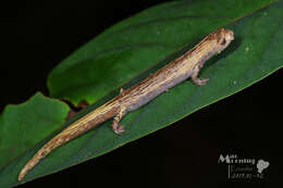 Imagem de Bolitoglossa palmata (Werner 1897)