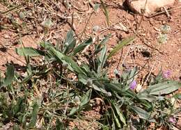 Image of Ribwort Plantain