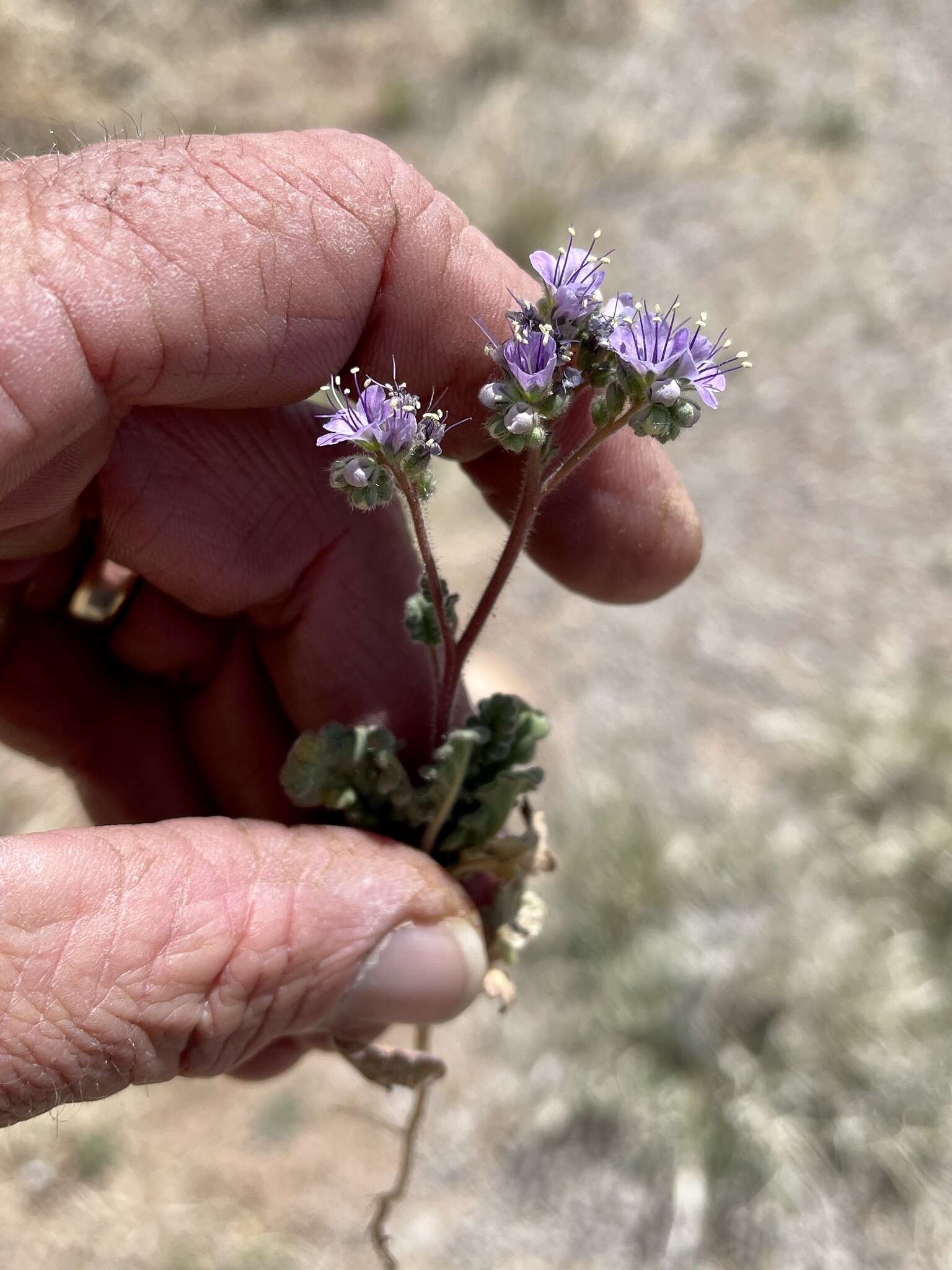 Image of Mangas Spring phacelia