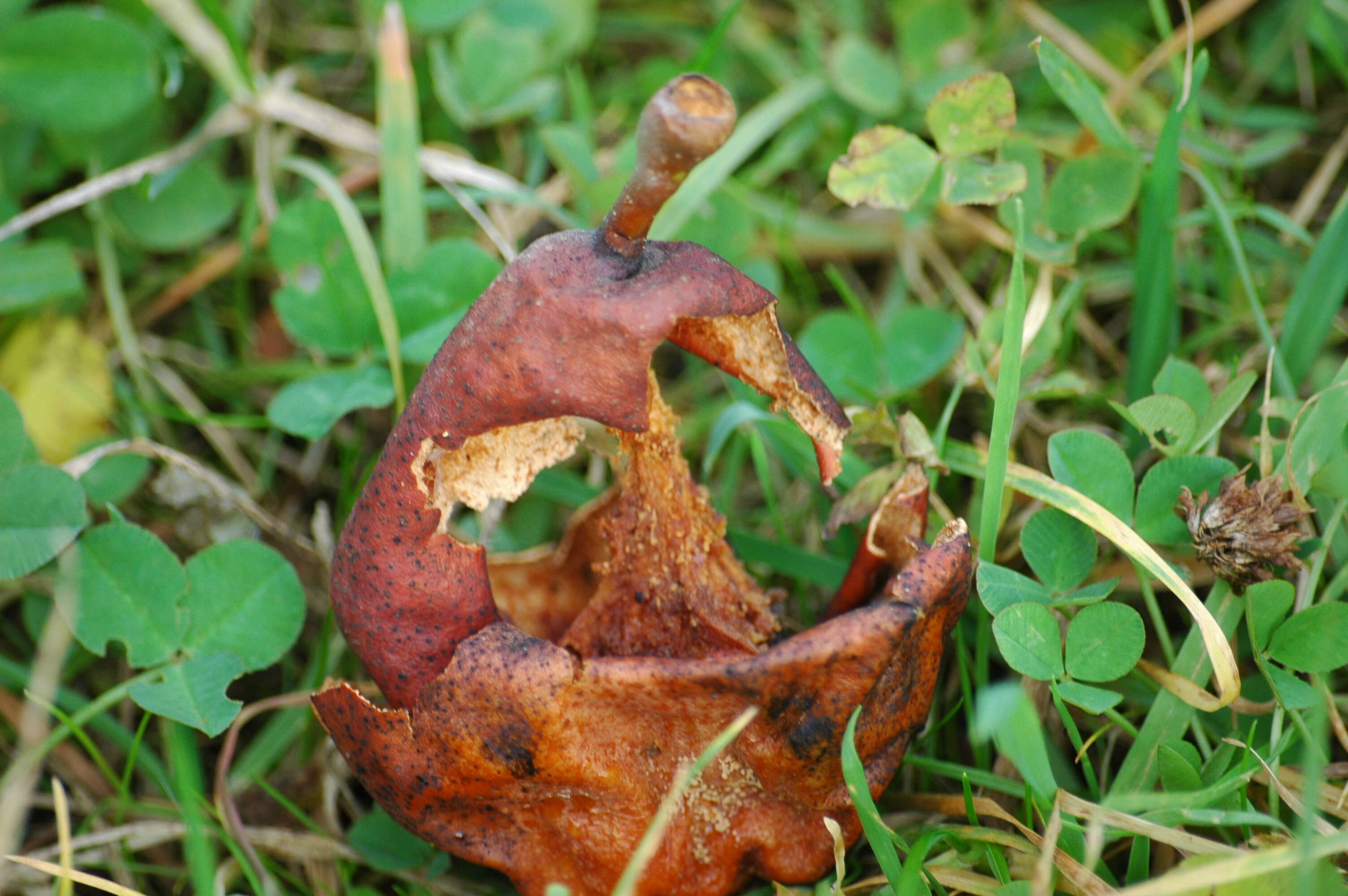 Image of European Pear