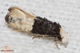 Image of Trichophaga bipartitella (Ragonot 1892)